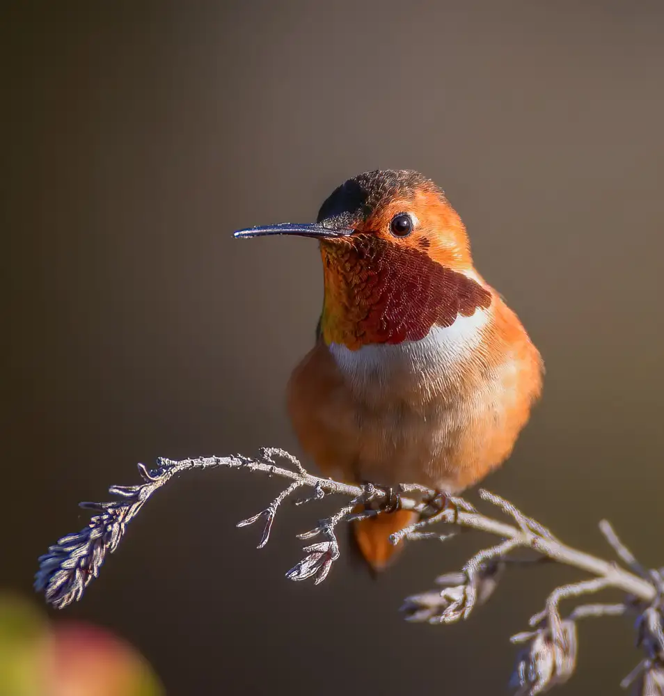 Huang, Johnson: hummingbird