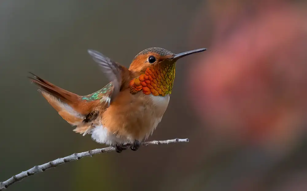 Huang, Johnson: hummingbird