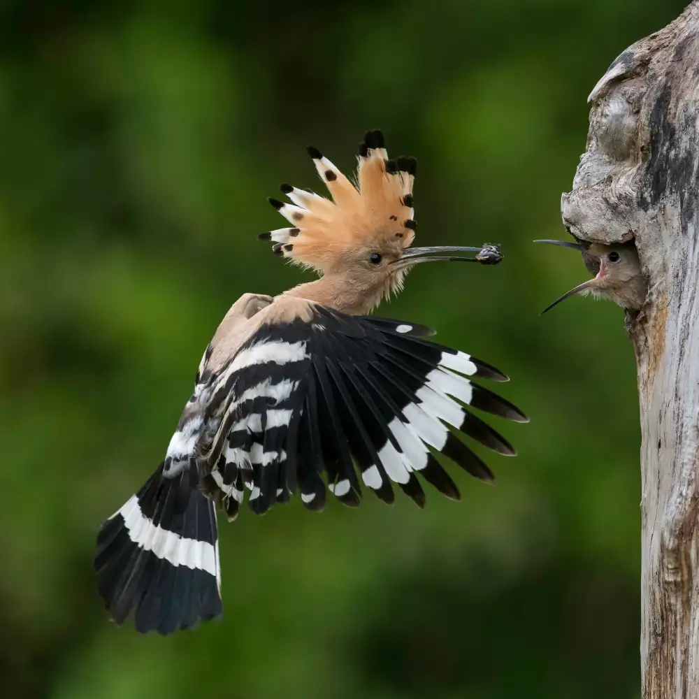 Helsen, Eddy: Feeding