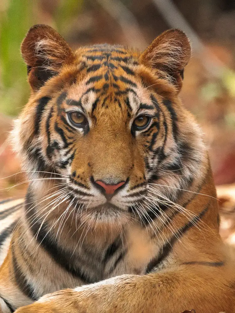 Sethi, Sumangal: The Tiger Portrait