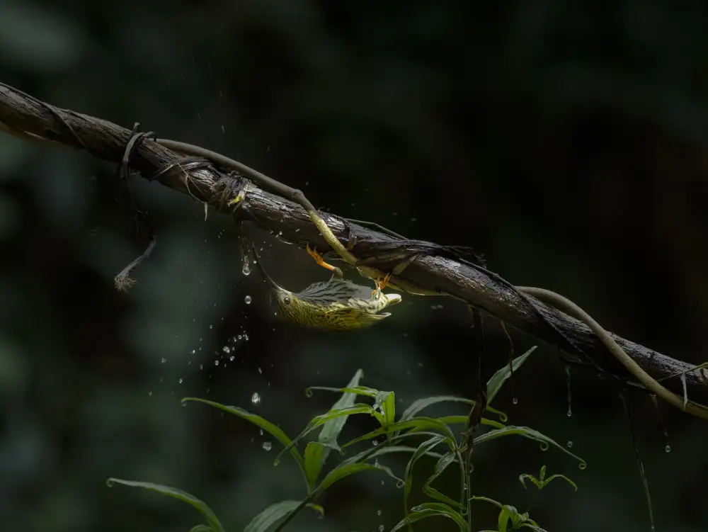 Chakraborty, Chiranjib: The Water Sipper