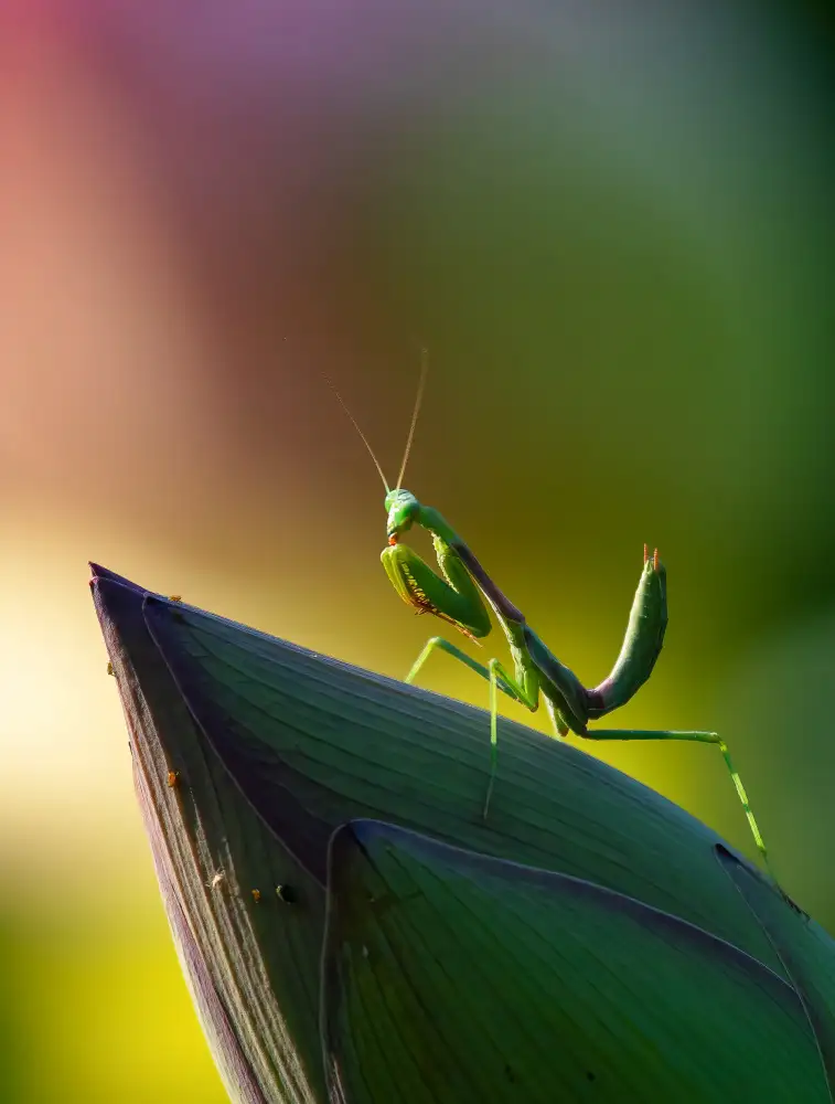 Huang, Johnson: Mantis