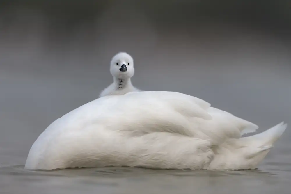Roshkumar: Cute chick with Mum