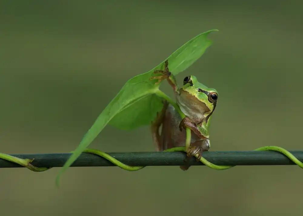 Şener, Savaş: Der Frosch IV