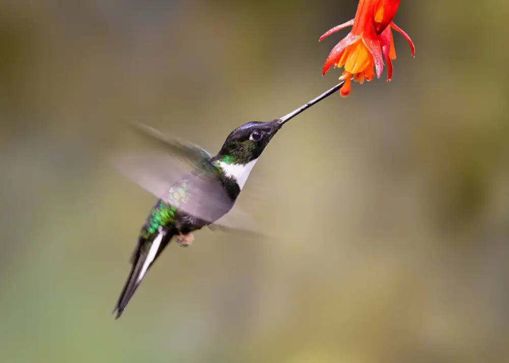 Wei, and Siyu: Mouvement lent d'un colibri