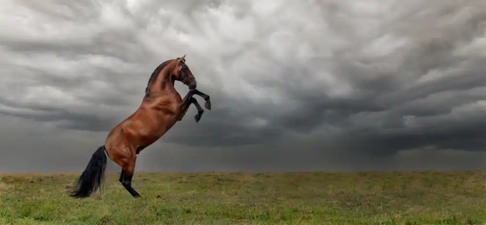 Weerink, Celine: The king of the fields