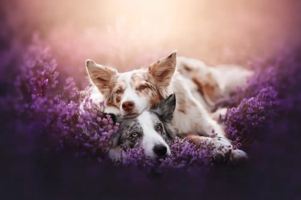 Shandor, Ve: Fluffy pillow