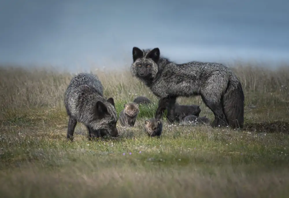 Deng, Larry: Famille du renard argenté