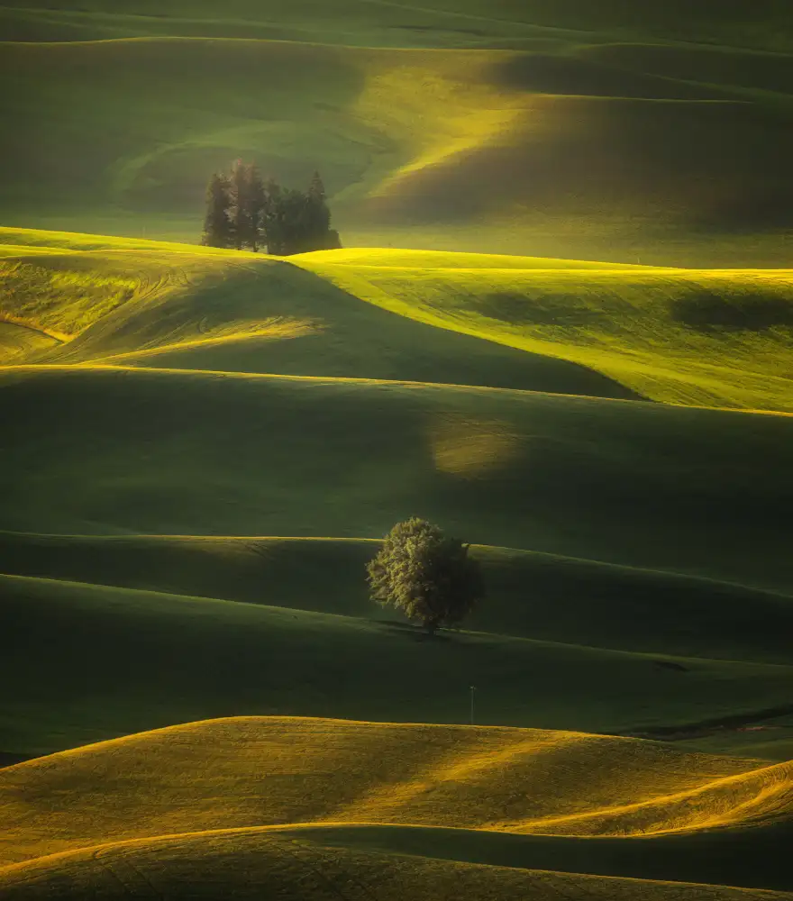 Zhang, Joan: Zlaté hodiny Palouse