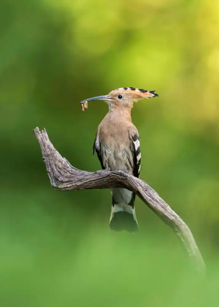 Helsen, Eddy: Hoopoe