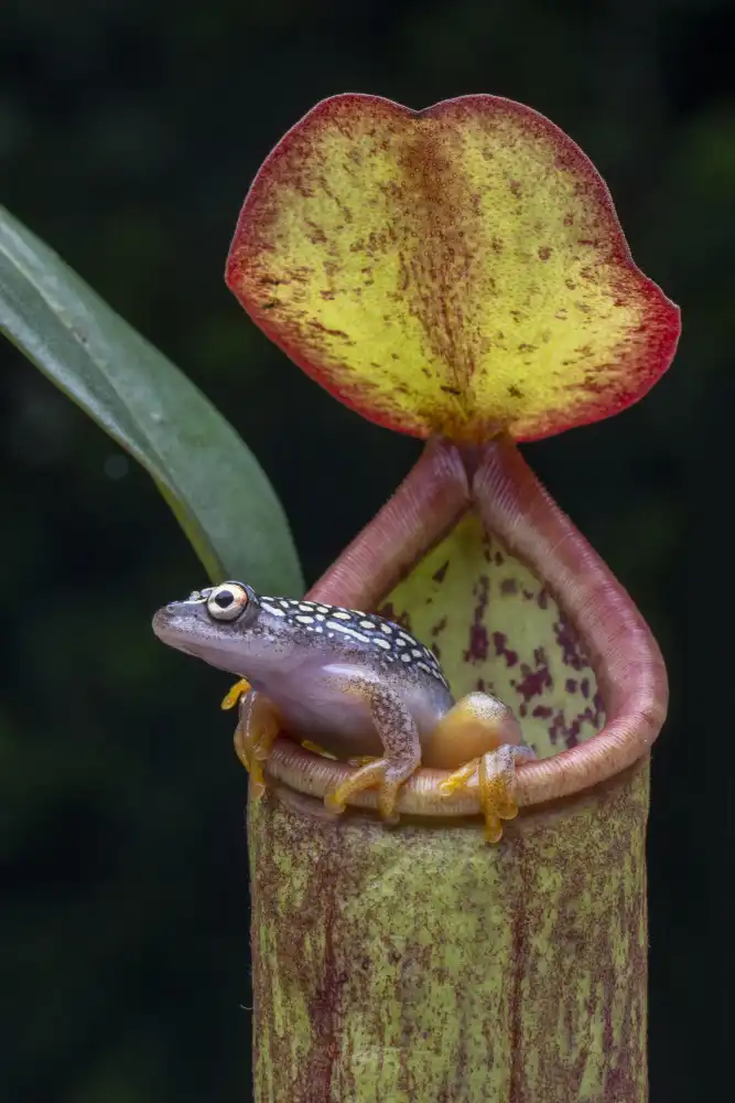 Setiadi, Ajar: the frog and nepentes 2