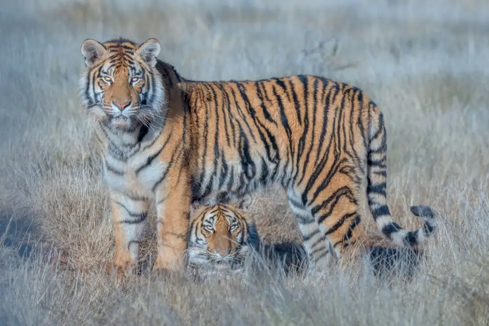 LI, MIN: dos tigres
