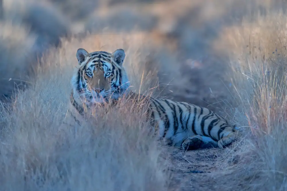 LI, MIN: Tigre fresco de la mañana