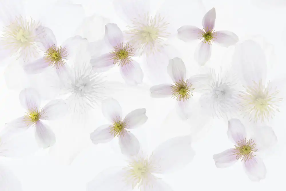 Krimpen, van Brigitte: Clematis-Kunst