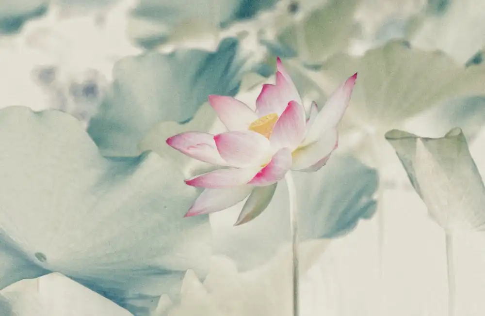 Liu, Yanny: Picture_Lotus