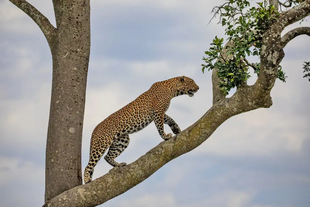 Catta, Alessandro: Climbing