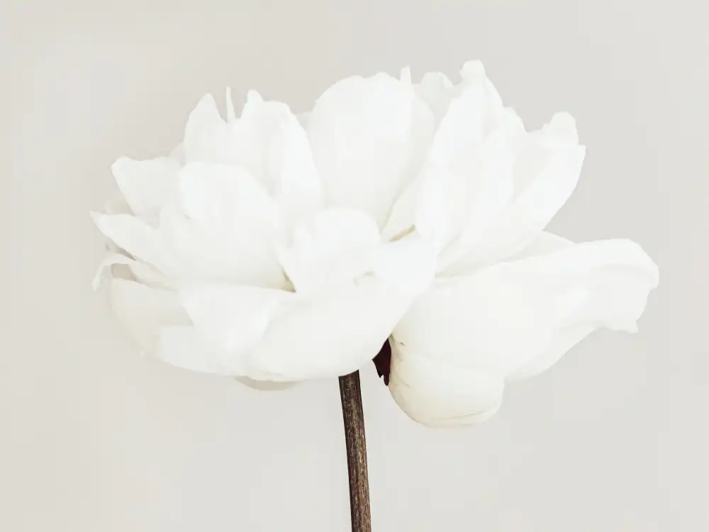 Studio, Pictufy: Peony 11