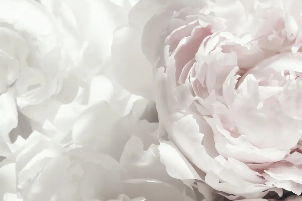 Studio, Pictufy: Peony 25
