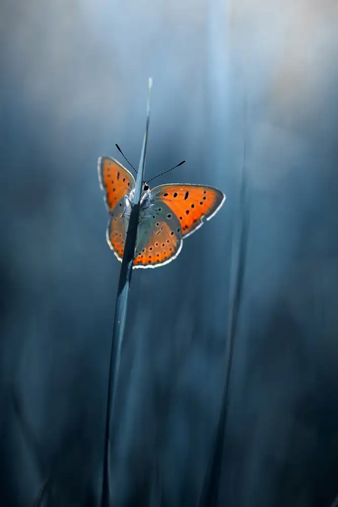 Kazun, Andrii: papillon timide