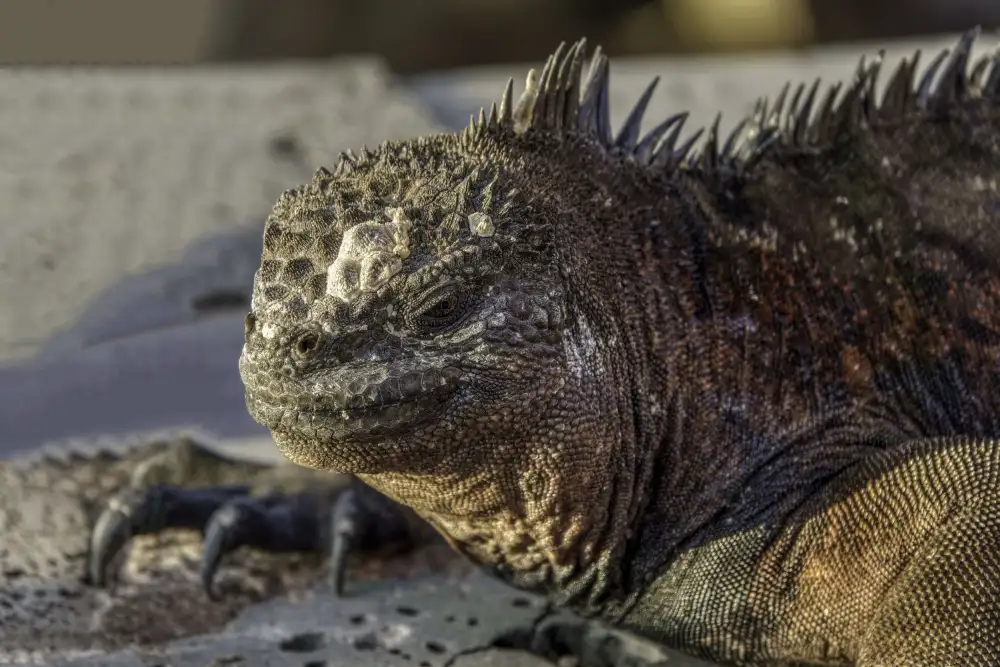 Gross, Benny: Marine iguana - Galapagos
