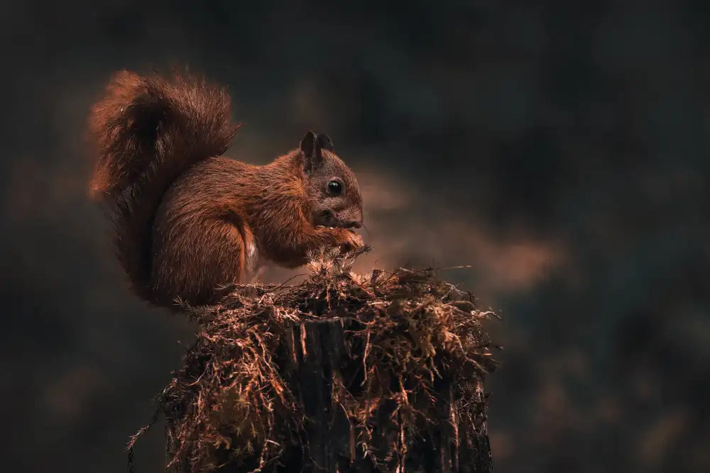 Horst, ter Gert: Dark forest