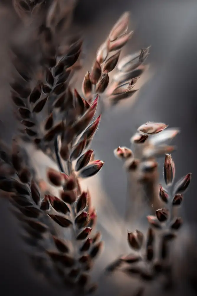 Zvinakeviciute, Kristina: Bentgrass