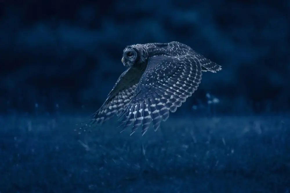 Li, Rob: Night Patrol