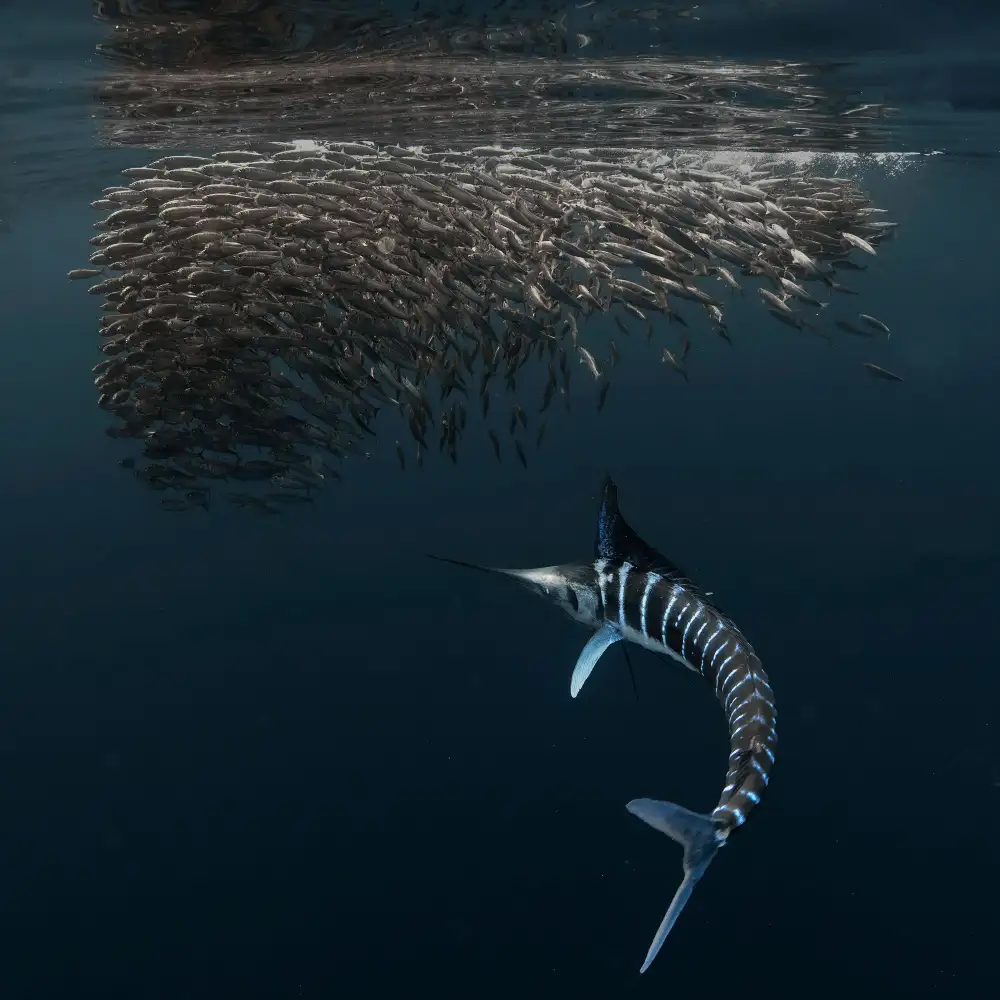 Lu, Jennifer: Charging into Bait-ball