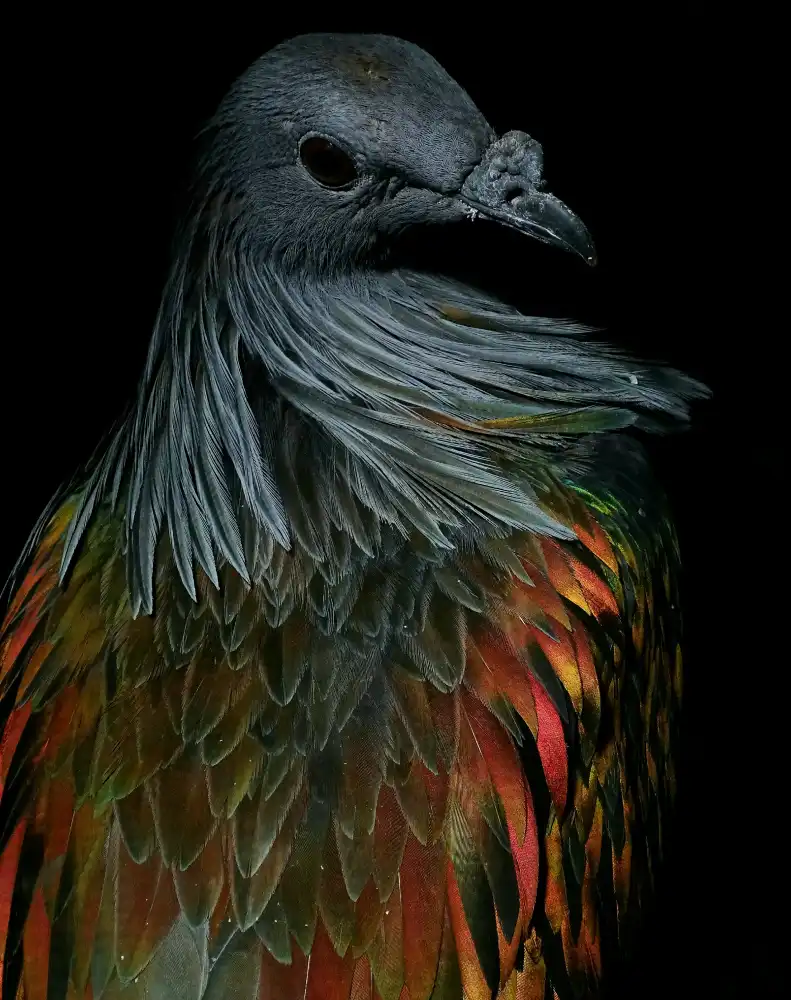 Lesica, Ivan: Pigeon Nicobar