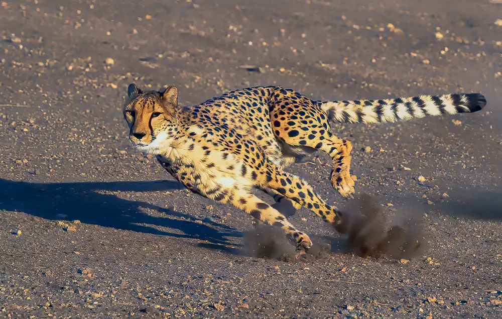 Huang, Johnson: Cheetah