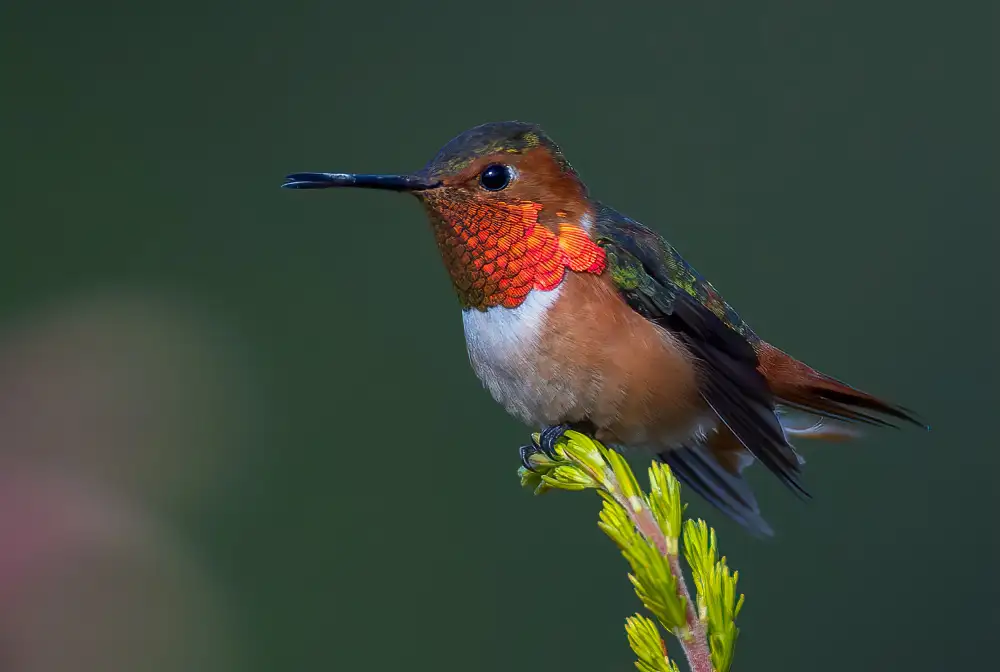 Huang, Johnson: Hummingbird
