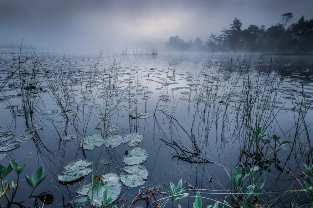 Pettersson, Benny: Luce dell'alba