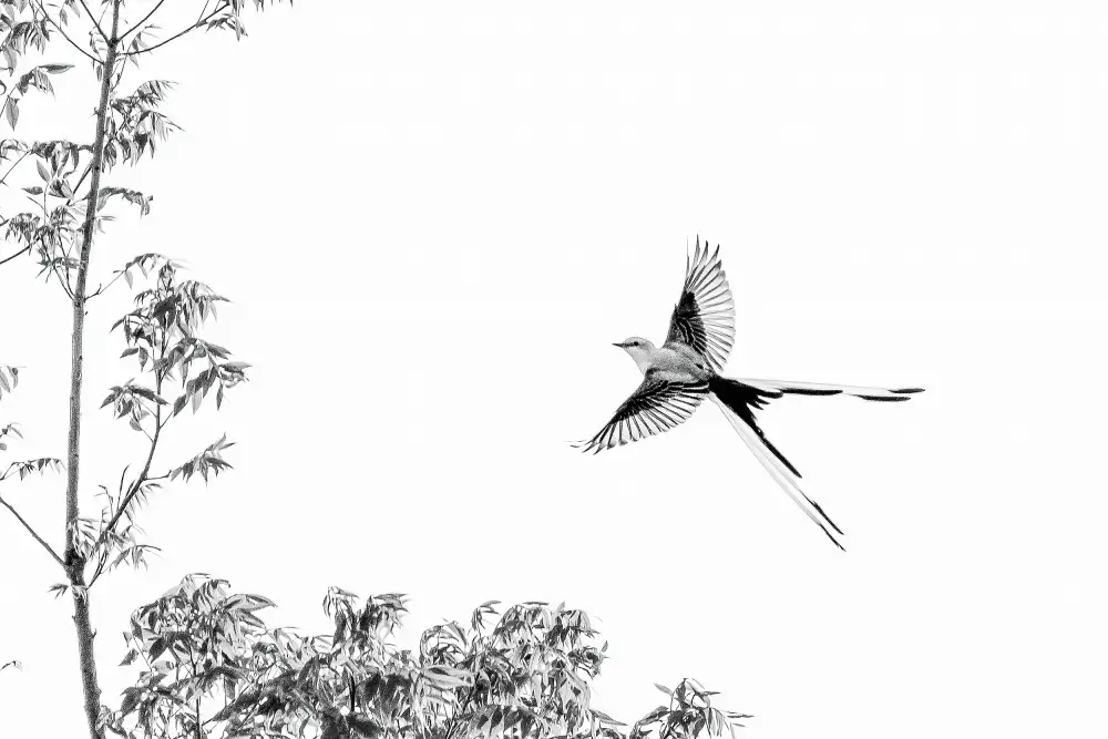 He, Mike: Flying