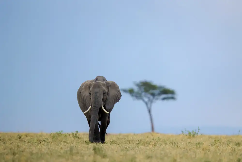 Roshkumar: All Good Things Are Wild And Free ...