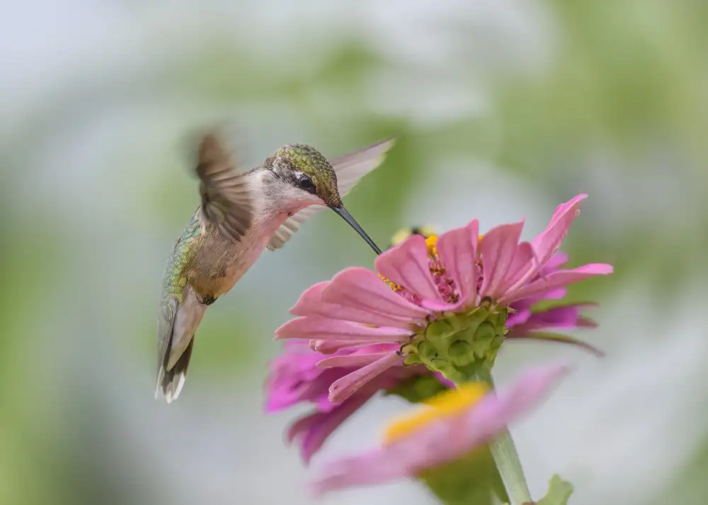 Chen, Li: Juvenile Ruby-throated hummingbird