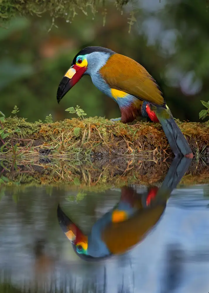 Wei, and Siyu: Toucan des montagnes à bec plat