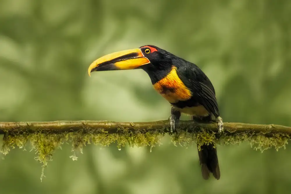 Wei, and Siyu: Toucan à croupion cramoisi