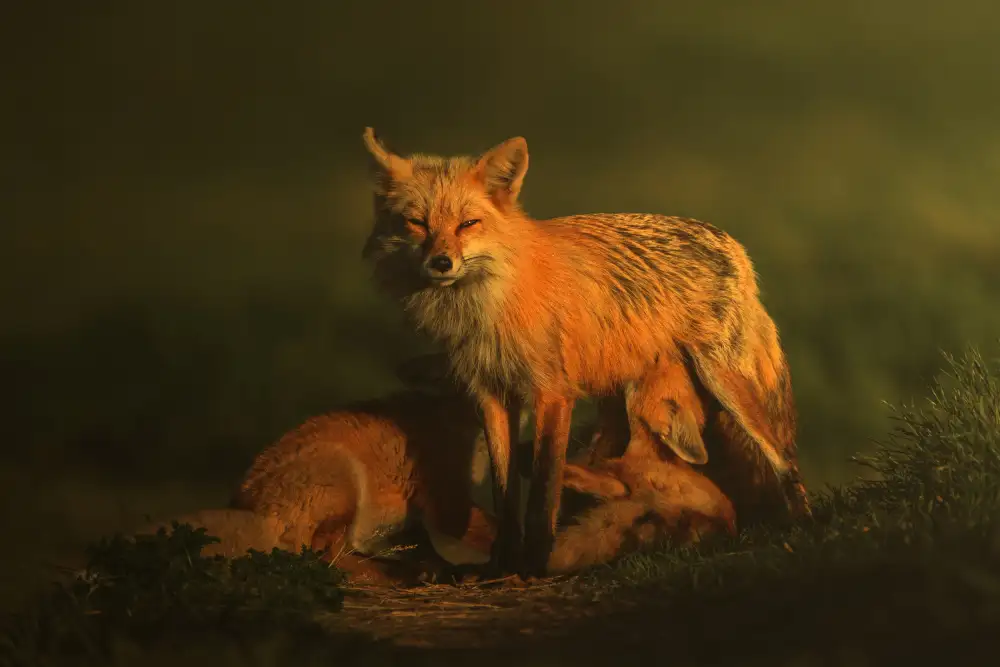 Li, Rob: Motherhood
