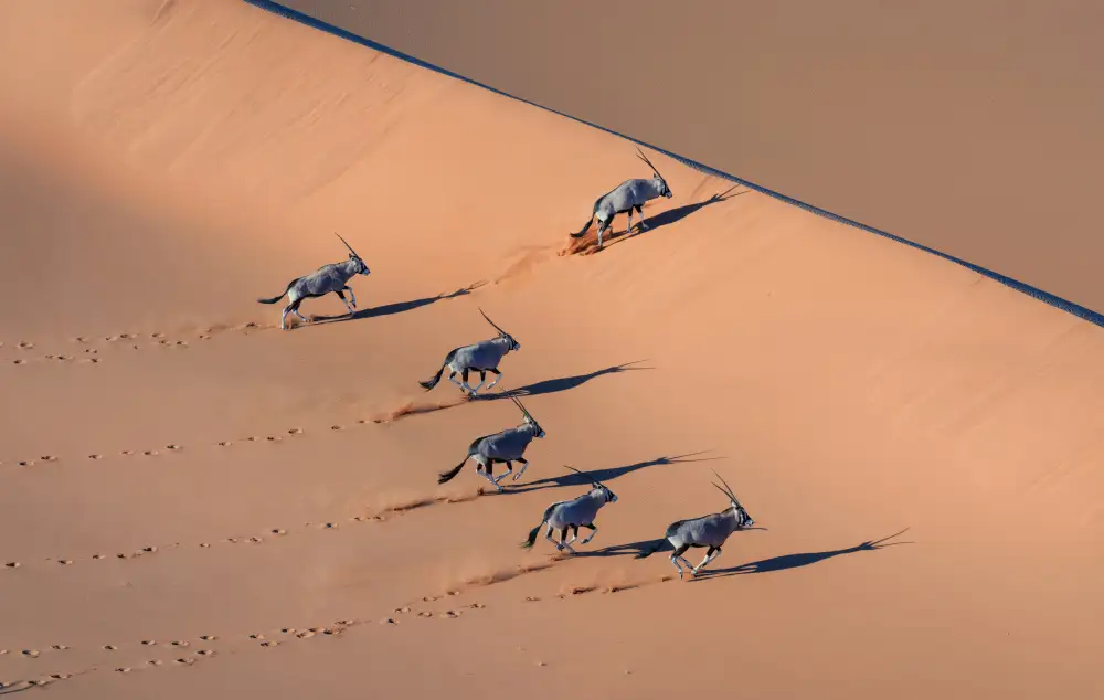 LI, MIN: Oryx en el desierto