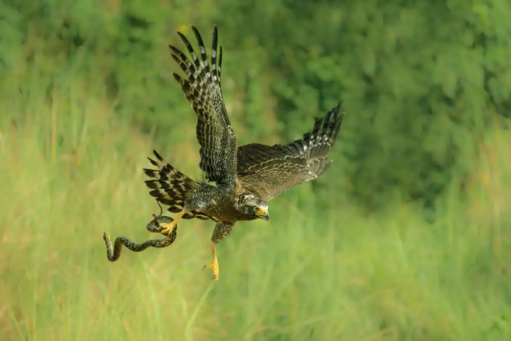 Widjaja, Sally: Indonesischer Adler