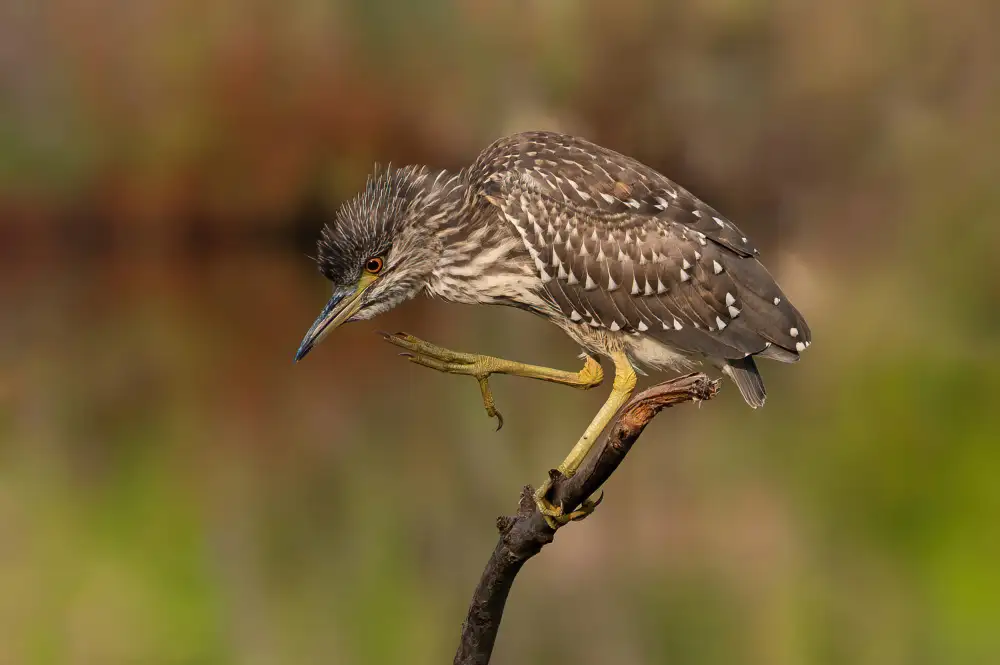 Wilson, Guy: Young Night Heron