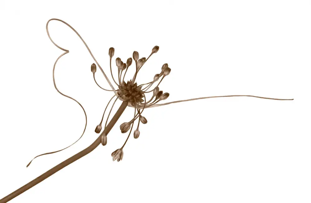 Petit, Yannick: Allium1