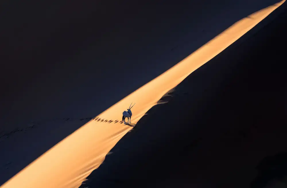 LI, MIN: Oryx en el desierto