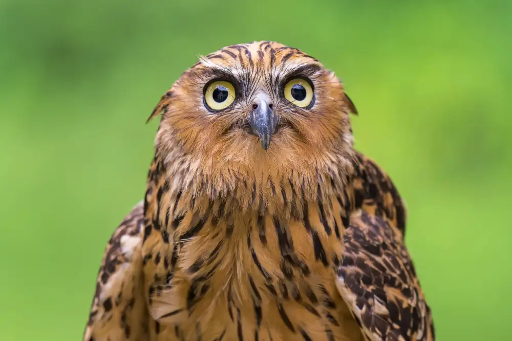 Mun, Lip Chong: Buffy Fish Owl Potrait