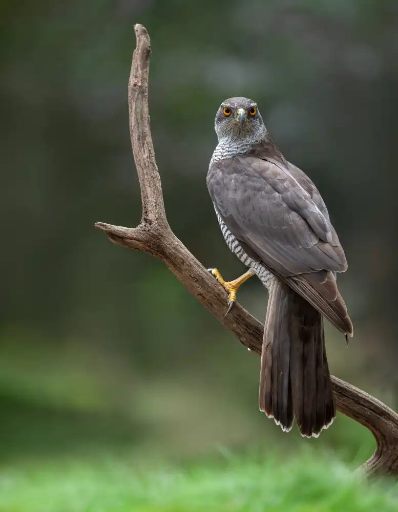 Rand, Larissa: Goshawk