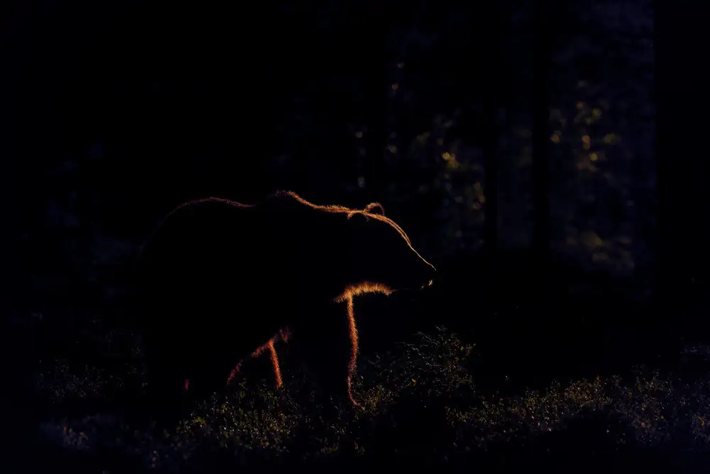 Rand, Larissa: Brown bear in backlight
