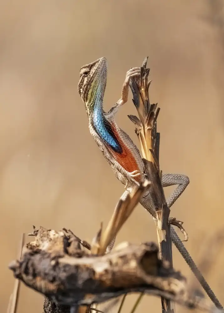 Dhanorkar, Saurabh: Fan-throated Lizard in concert!