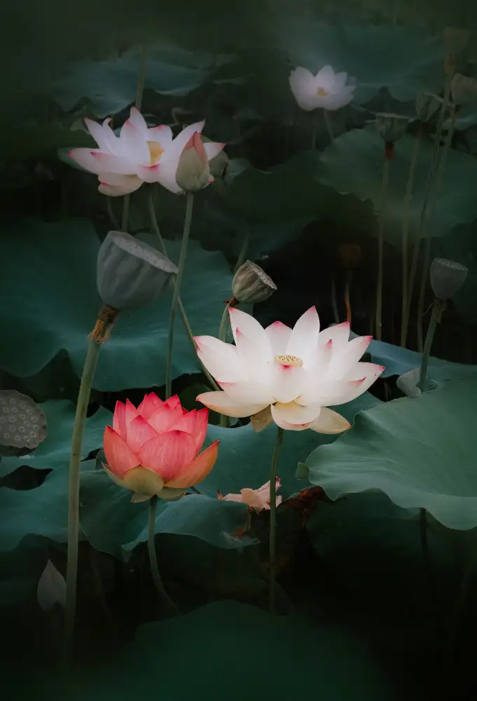 Kim, YoungIl: lotus