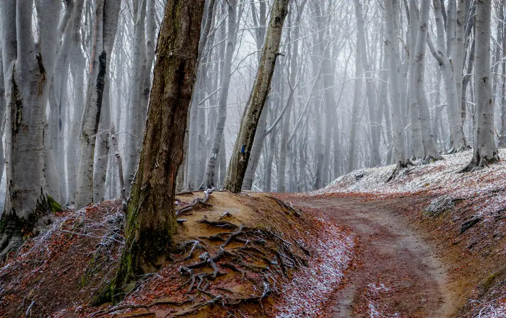 Oprea, Vio: Forest between fall and winter with rusty leaves and a leading path