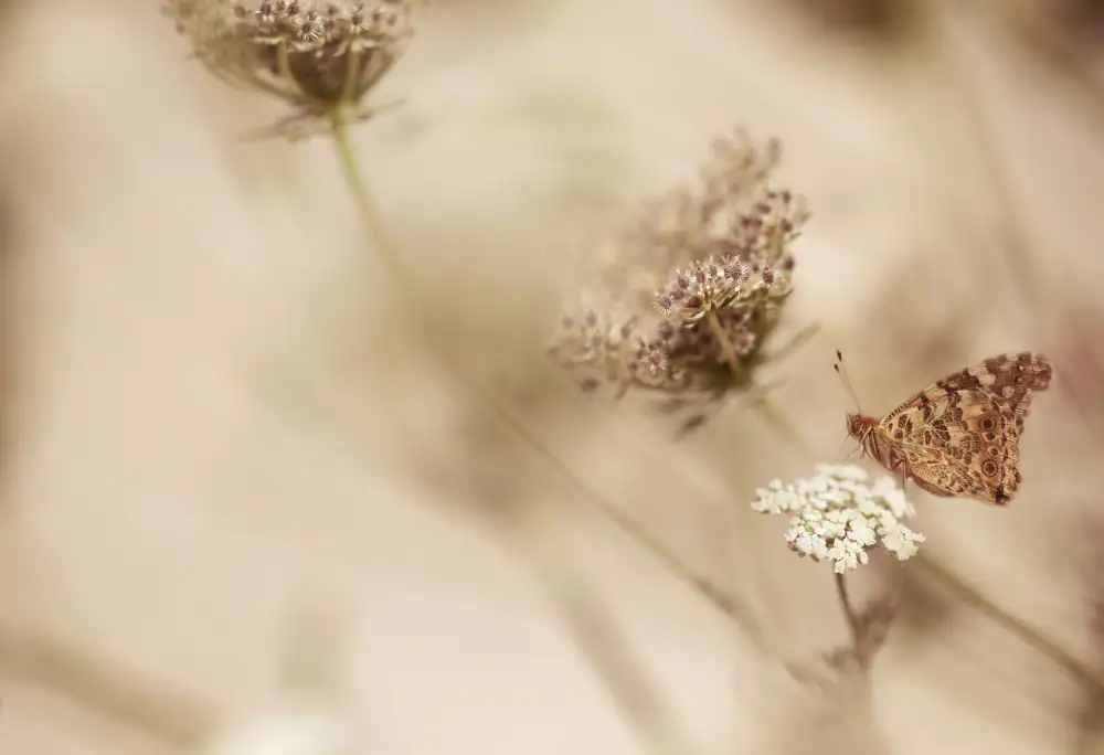 Deelen, van Ellen: Mariposa